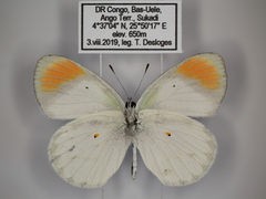 Colotis euippe euippe