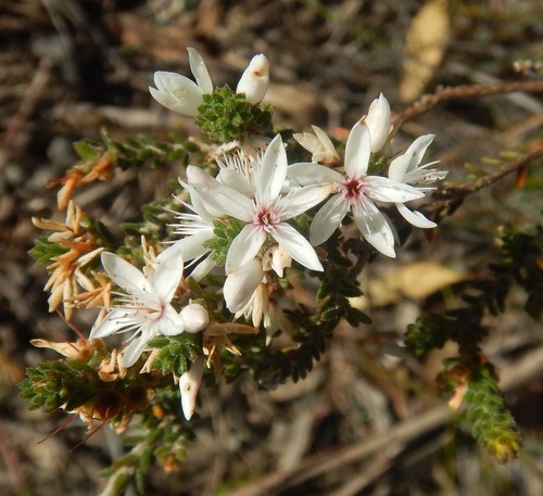 Calytrix alpestris (Lindl.) Court