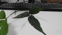 Tetrastigma hemsleyanum