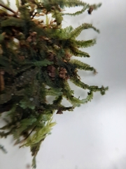 Heteroscyphus echinellus