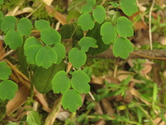 Thalictrum podocarpum