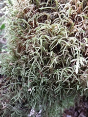 Lembophyllum divulsum