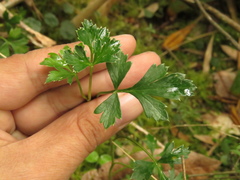 Niphogeton ternata