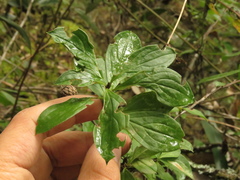 Barnadesia spinosa