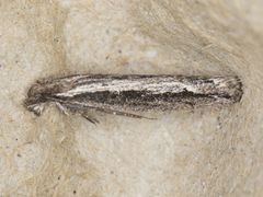 Ypsolopha flavistrigella