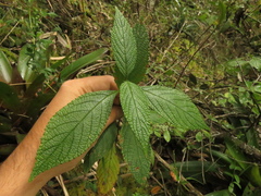 Lippia hirsuta
