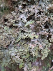 Pseudocyphellaria multifida