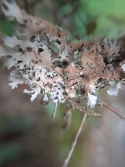 Pseudocyphellaria multifida