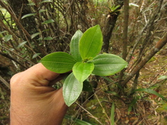 Miconia ligustrina
