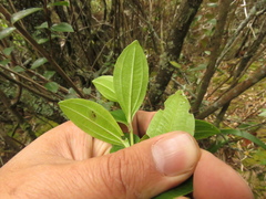 Miconia ligustrina