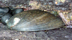 Haliotis cracherodii