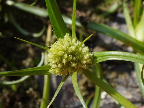 Pygmy sedge (Cyperus michelianus)