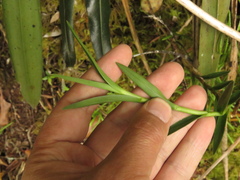 Epidendrum zipaquiranum