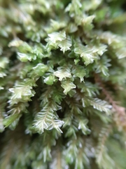 Cryptoplagiochila radiculosa