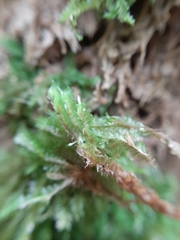 Cryptoplagiochila radiculosa