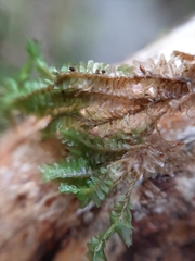 Cryptoplagiochila radiculosa