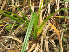 Rhynchospora schiedeana