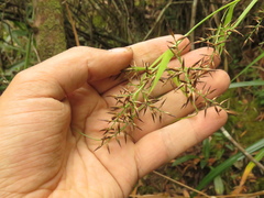 Rhynchospora schiedeana