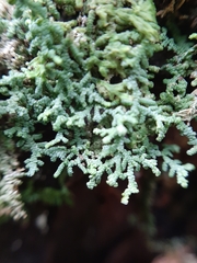 Lepidolaena clavigera