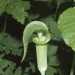 Bog Jack-in-the-Pulpit - Photo (c) "<a href=""http://www.pwrc.usgs.gov/WLI/"">USDA NRCS Wetland Science Institute</a>.", some rights reserved (CC BY-NC-SA)