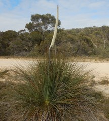 Xanthorrhoea caespitosa