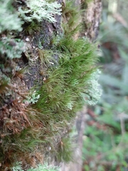 Dicranoloma menziesii