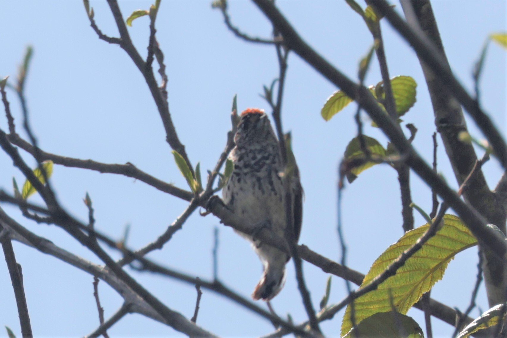 Ocellated Piculet (Picumnus dorbignyanus), photo 2