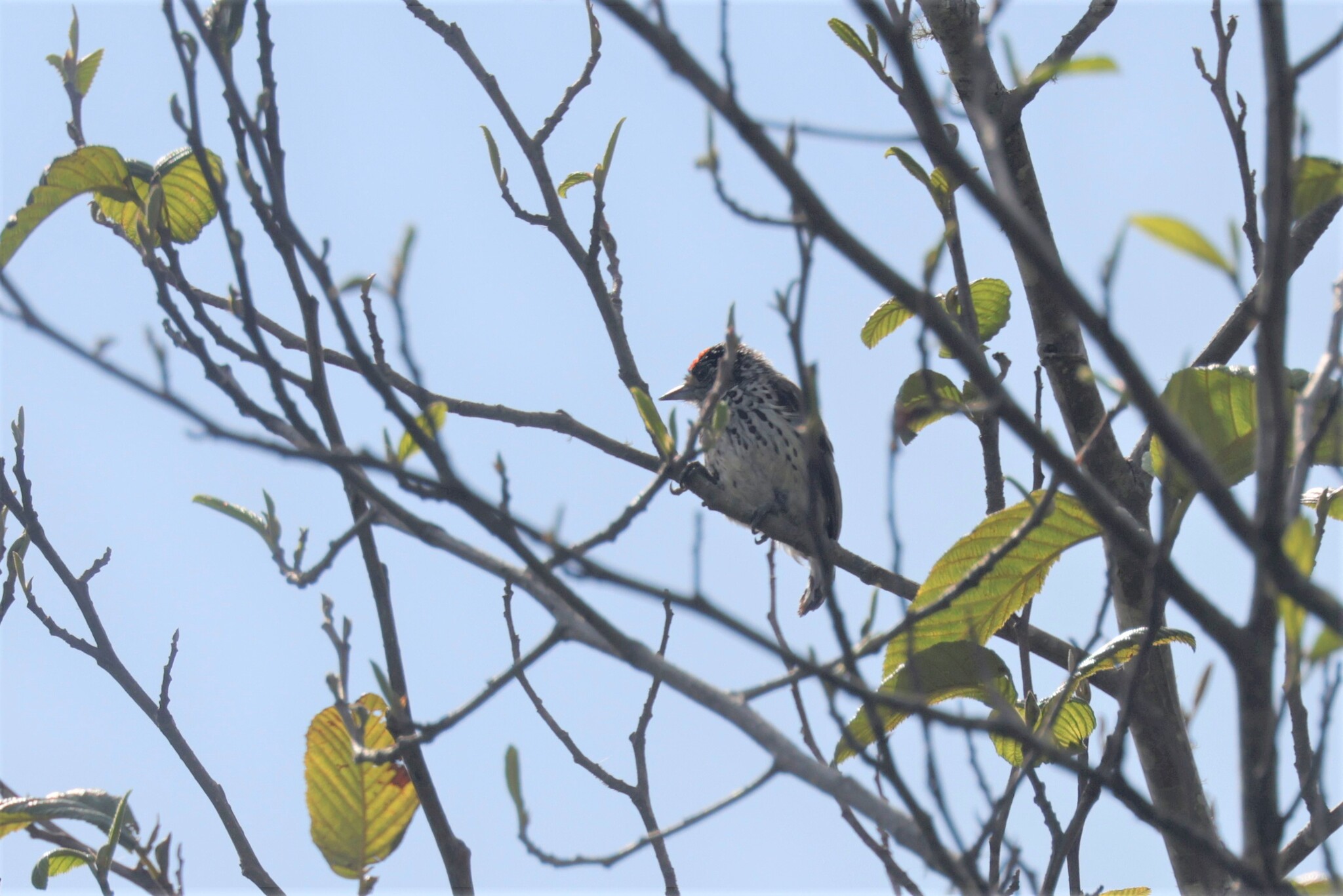 Ocellated Piculet (Picumnus dorbignyanus), photo 1