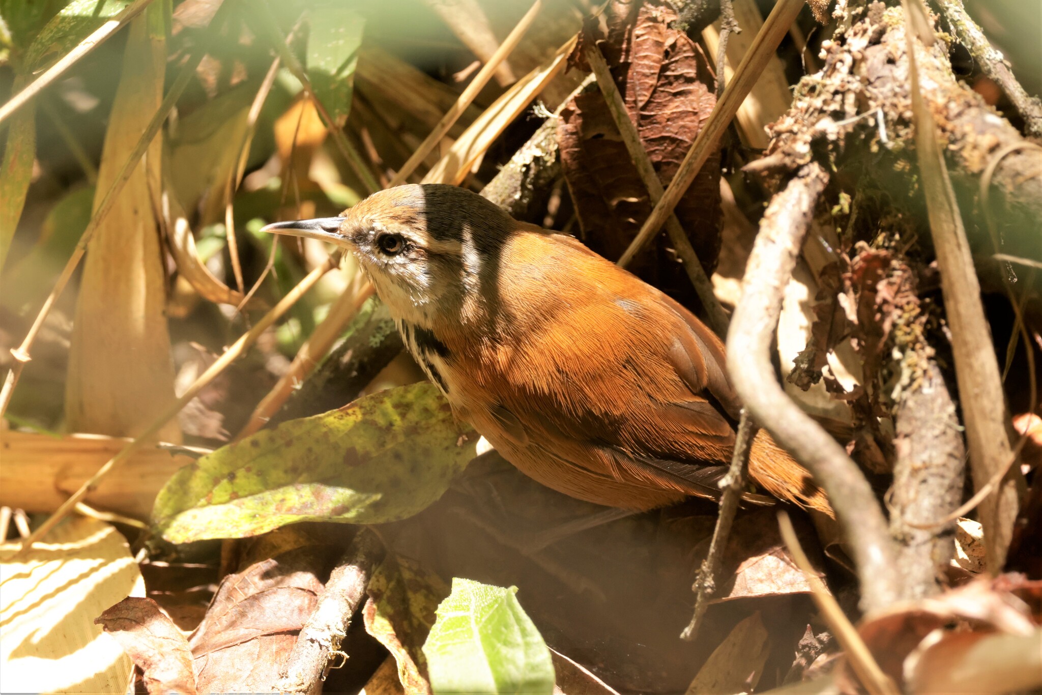 Inca Wren (Pheugopedius eisenmanni), photo 2