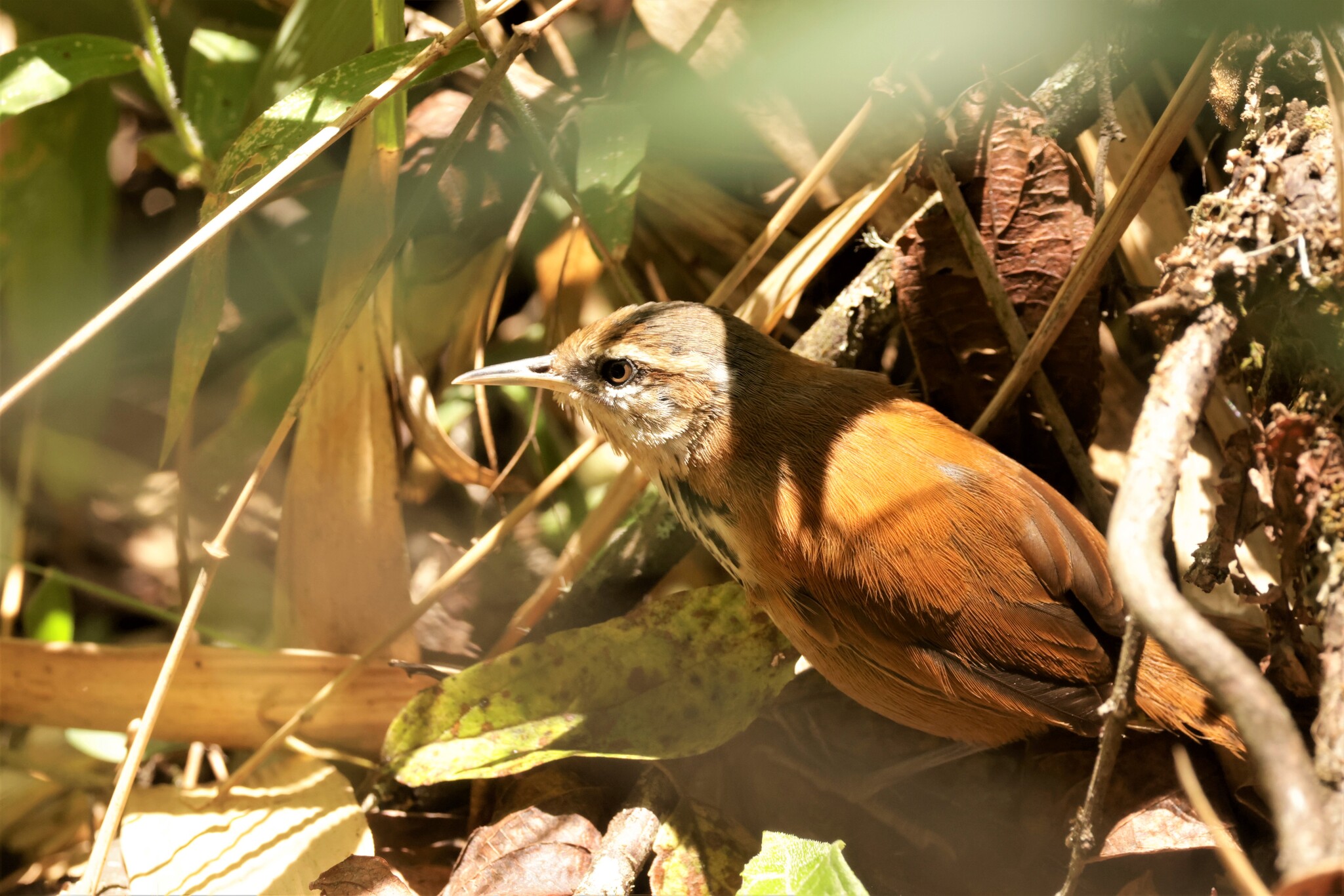 Inca Wren (Pheugopedius eisenmanni), photo 3
