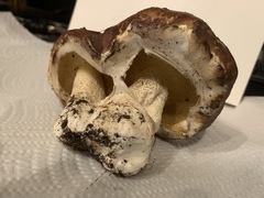 Suillus pseudobrevipes