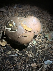 Suillus pseudobrevipes