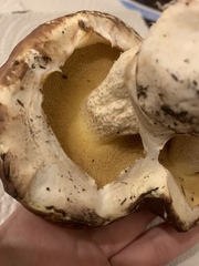 Suillus pseudobrevipes