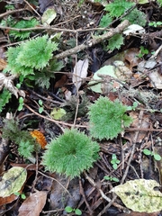 Dendrohypopterygium filiculiforme