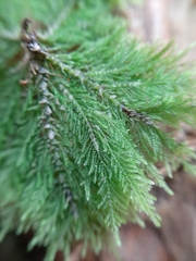 Dendrohypopterygium filiculiforme