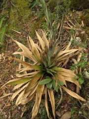 Tillandsia clavigera