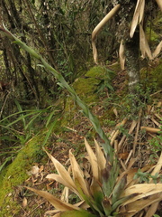 Tillandsia clavigera