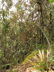 Tillandsia clavigera