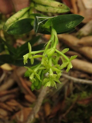 Epidendrum zipaquiranum