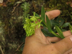 Epidendrum zipaquiranum