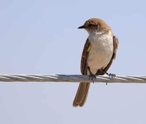 Gobemouche du Marico (Bradornis mariquensis)
