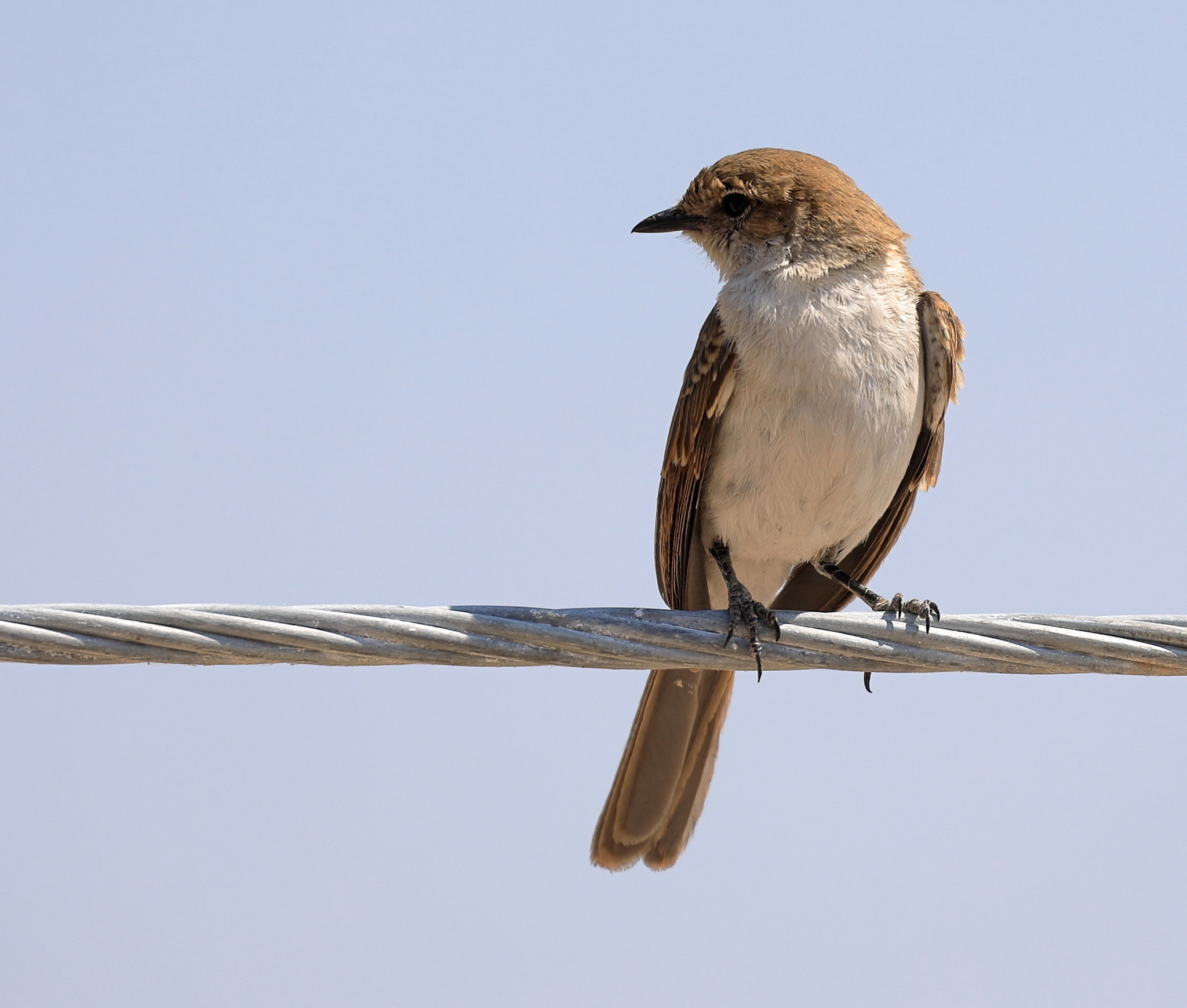 Marico Flycatcher (Bradornis mariquensis)