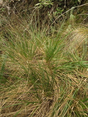 Cortaderia hapalotricha