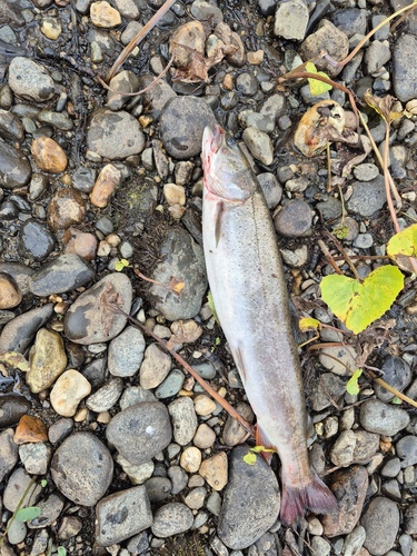 Taimen (Hucho taimen) — Salmonidae — 4