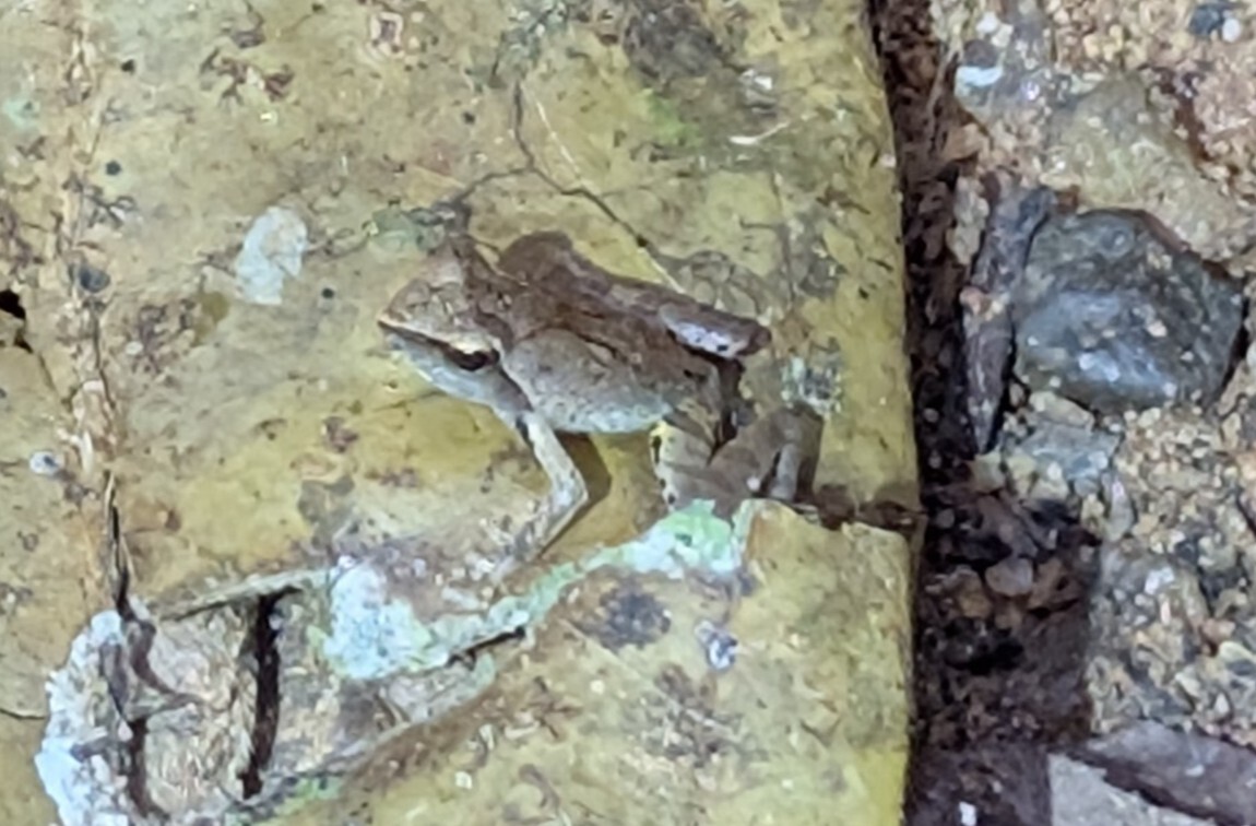 Coast River Frog, Phrynobatrachus plicatus