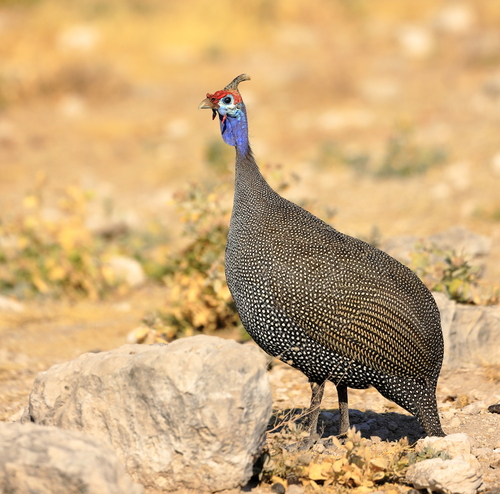 Helmeted Guineafowl