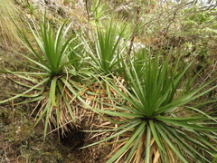 Puya nitida