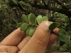 Ilex kunthiana