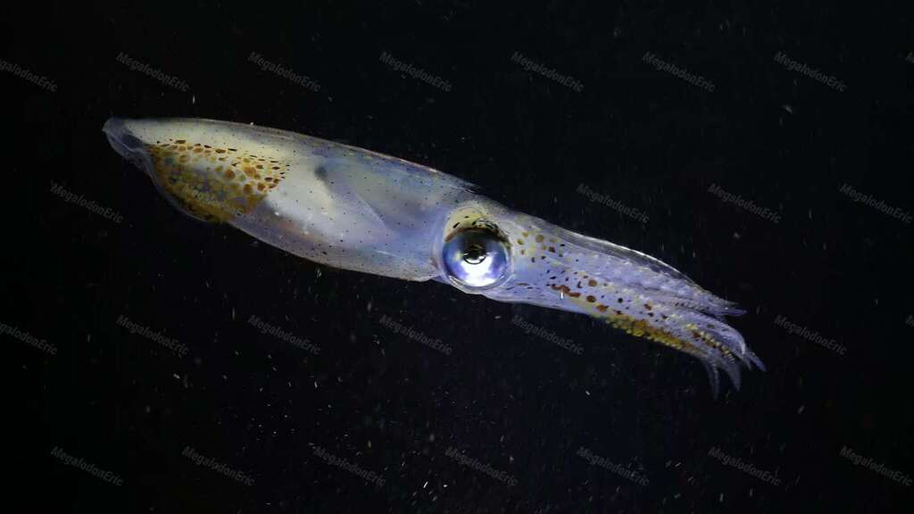 Beka Squid