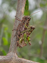 Phaulotettix